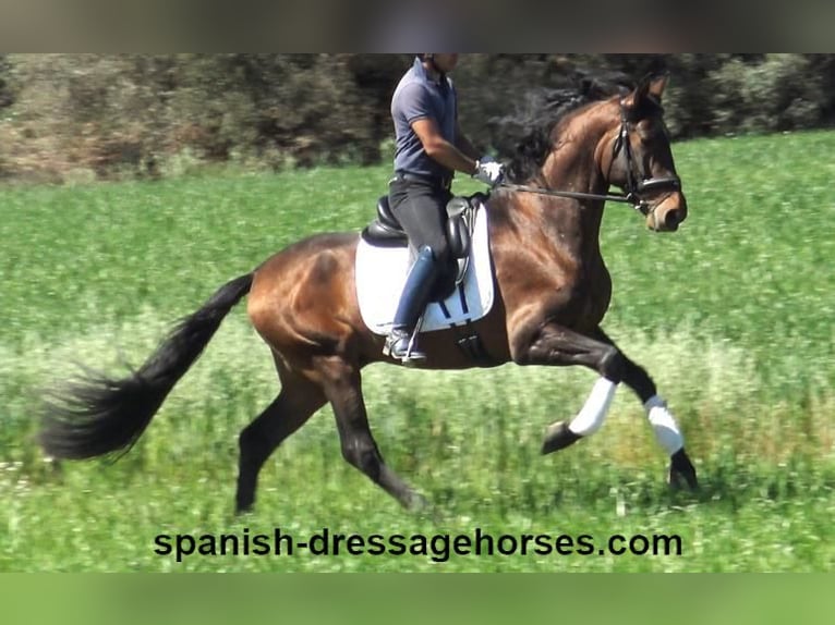 PRE Croisé Étalon 4 Ans 166 cm Bai in Barcelona