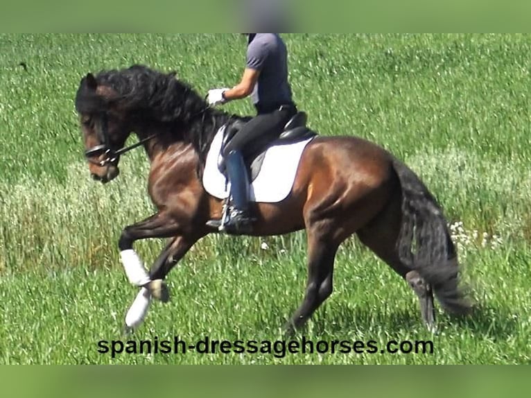 PRE Croisé Étalon 4 Ans 166 cm Bai in Barcelona