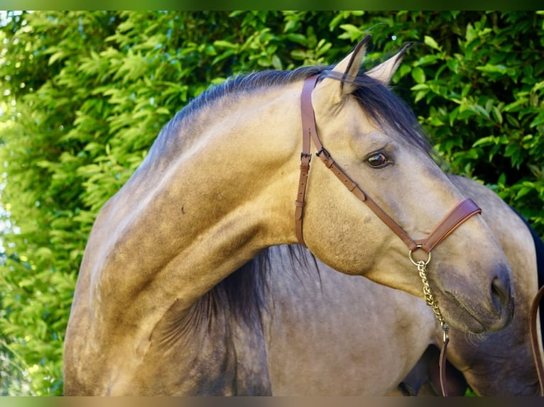 PRE Étalon 4 Ans 166 cm Buckskin in Ourense