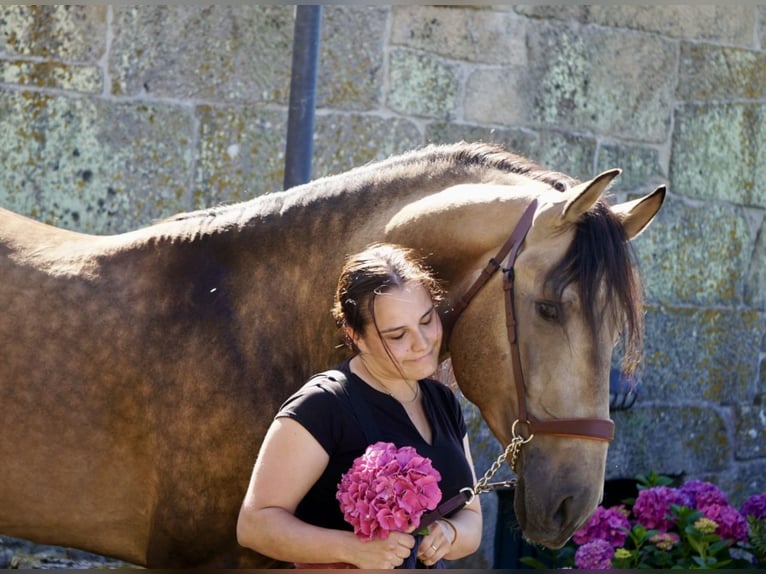 PRE Étalon 4 Ans 166 cm Buckskin in Ourense