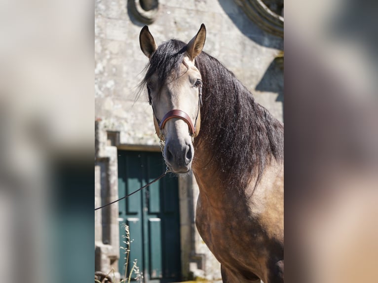 PRE Étalon 4 Ans 166 cm Buckskin in Ourense