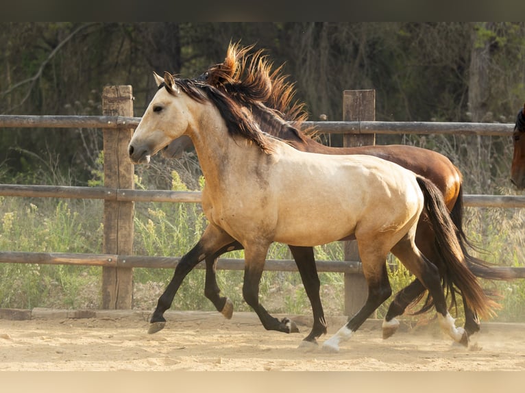 PRE Étalon 4 Ans 166 cm Buckskin in El Catllar