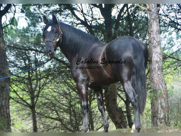 PRE Étalon 4 Ans 166 cm in Vejer de la Frontera