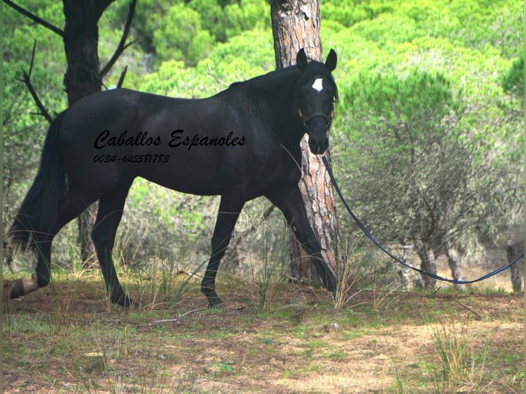 PRE Étalon 4 Ans 166 cm in Vejer de la Frontera