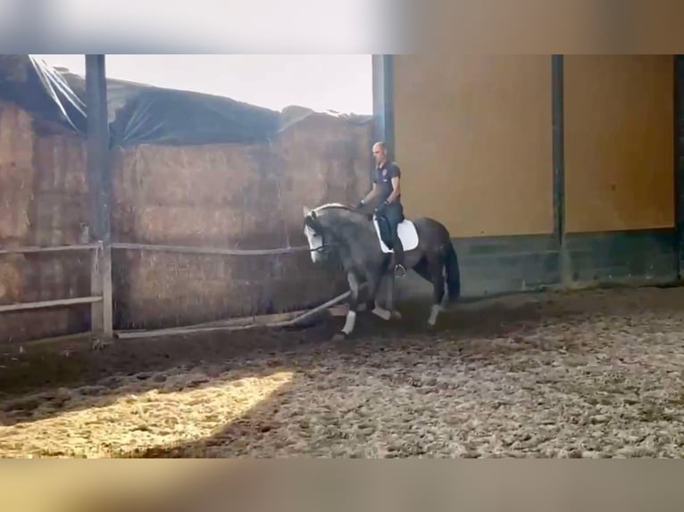 PRE Croisé Étalon 4 Ans 166 cm Gris in Galaroza