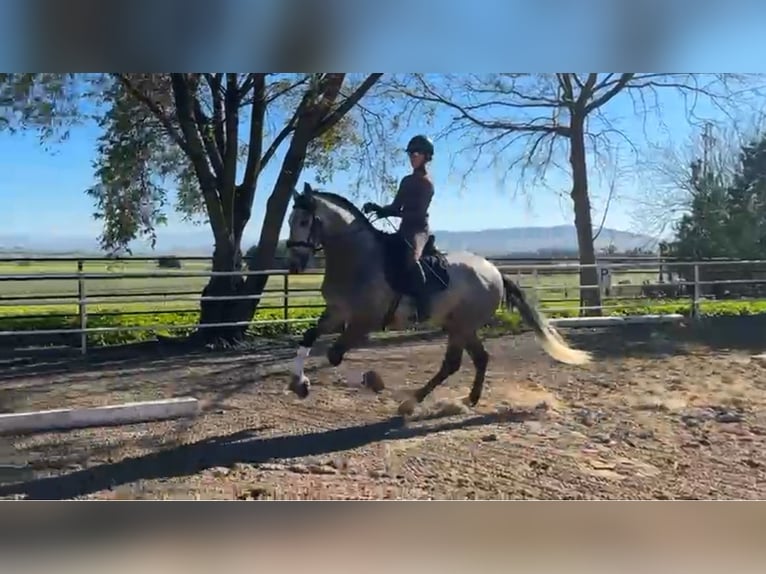 PRE Croisé Étalon 4 Ans 166 cm Gris in Tarifa