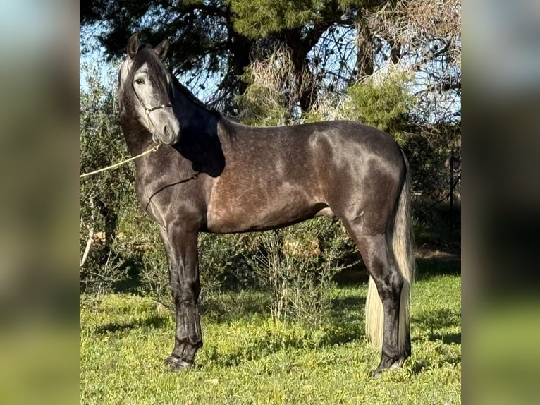 PRE Croisé Étalon 4 Ans 166 cm Gris noir in Martfeld