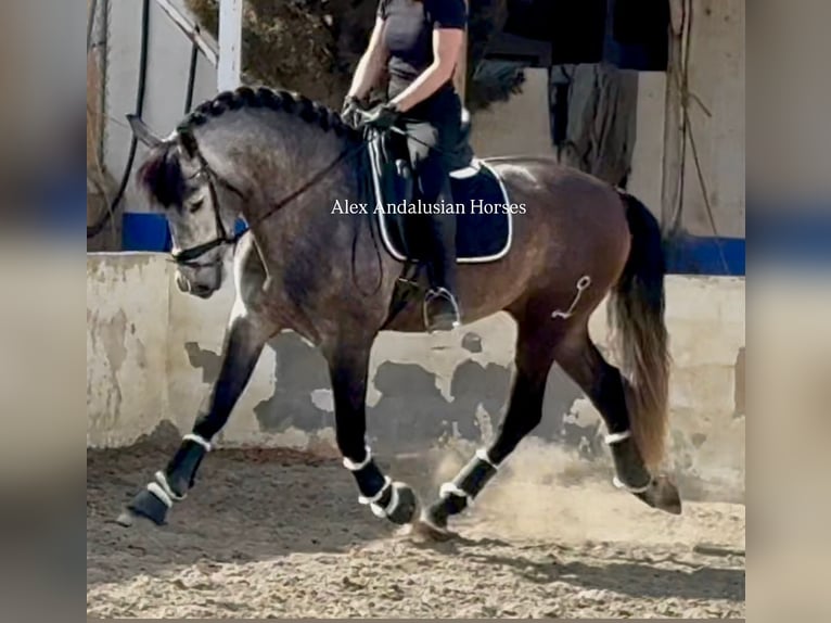 PRE Croisé Étalon 4 Ans 166 cm Gris pommelé in Sevilla