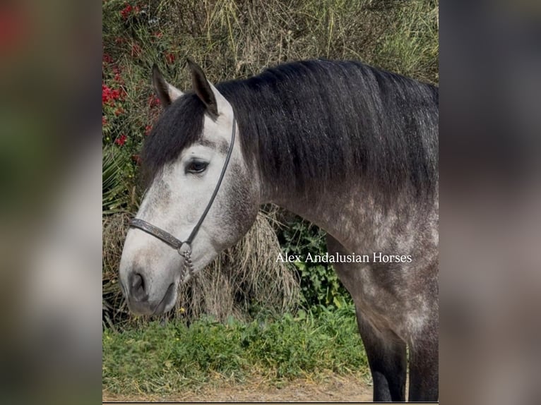 PRE Croisé Étalon 4 Ans 166 cm Gris pommelé in Sevilla