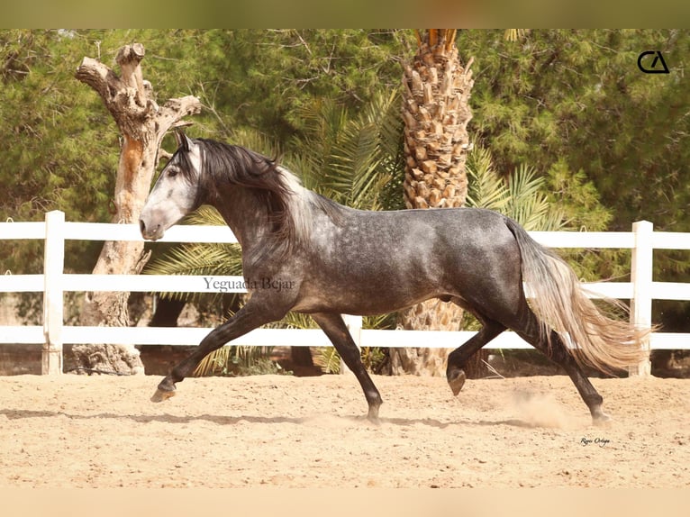 PRE Étalon 4 Ans 166 cm Gris pommelé in Puerto Lumbreras