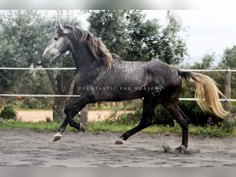 PRE Croisé Étalon 4 Ans 166 cm Gris pommelé in santa perpetua de mogoda