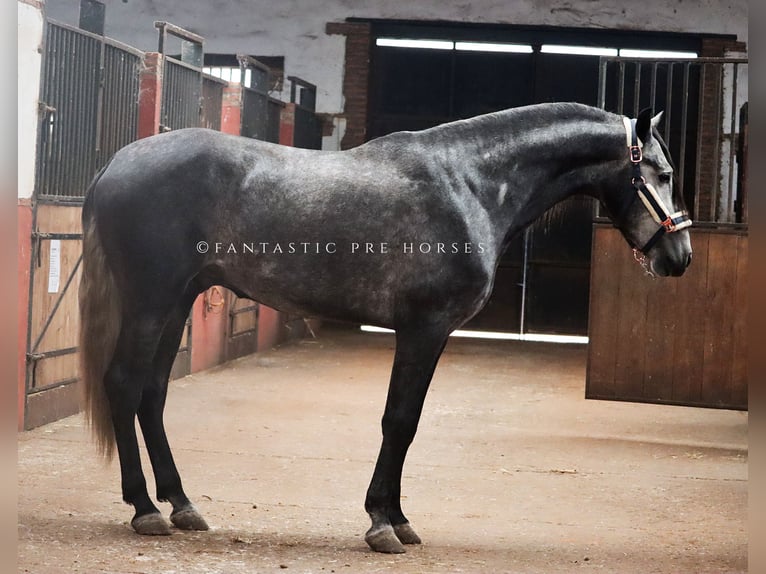PRE Croisé Étalon 4 Ans 166 cm Gris pommelé in santa perpetua de mogoda