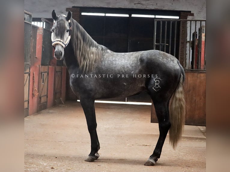 PRE Croisé Étalon 4 Ans 166 cm Gris pommelé in santa perpetua de mogoda