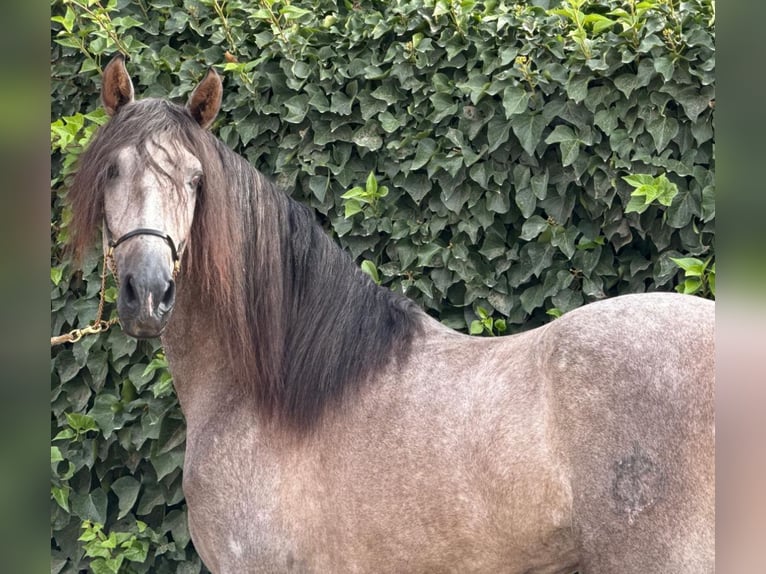 PRE Croisé Étalon 4 Ans 166 cm Gris pommelé in Martfeld