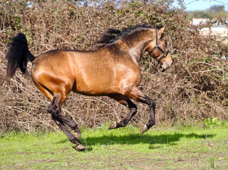 PRE Croisé Étalon 4 Ans 166 cm Isabelle in Navas Del Madroño