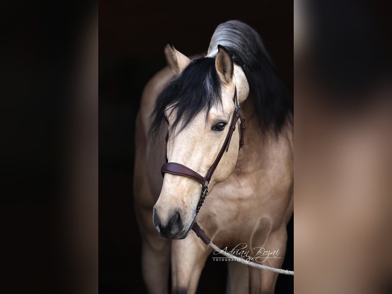 PRE Croisé Étalon 4 Ans 166 cm Isabelle in Niederstaufen