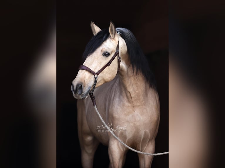 PRE Croisé Étalon 4 Ans 166 cm Isabelle in Niederstaufen