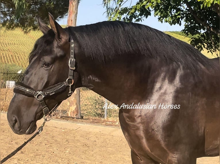 PRE Croisé Étalon 4 Ans 166 cm Noir in Sevilla