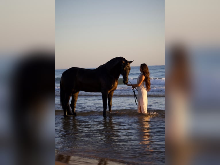 PRE Étalon 4 Ans 166 cm Noir in Els Poblets
