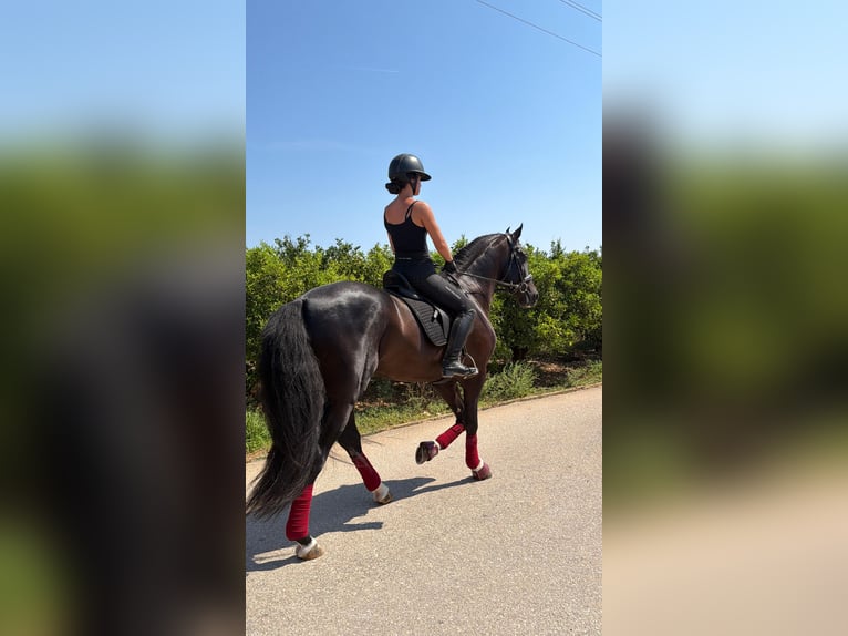 PRE Étalon 4 Ans 166 cm Noir in Els Poblets