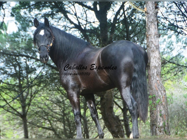 PRE Croisé Étalon 4 Ans 166 cm Noir in Vejer de la Frontera