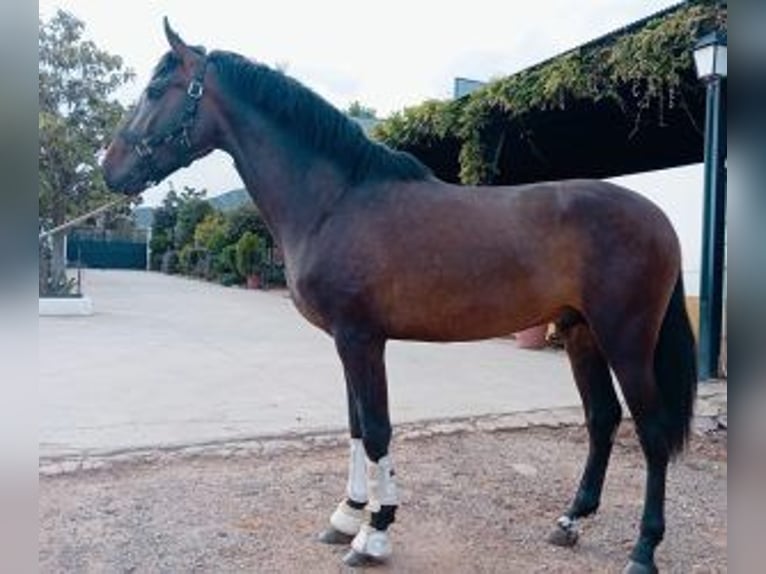 PRE Croisé Étalon 4 Ans 167 cm Bai cerise in Madrid