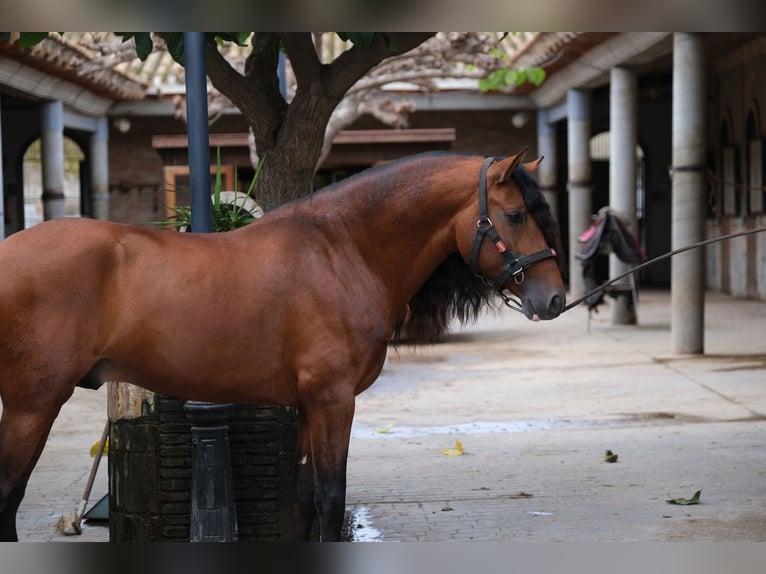 PRE Croisé Étalon 4 Ans 167 cm Bai cerise in Hamburg