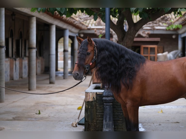 PRE Croisé Étalon 4 Ans 167 cm Bai cerise in Hamburg