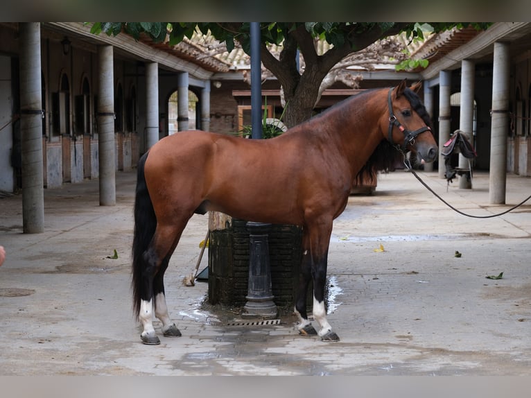 PRE Croisé Étalon 4 Ans 167 cm Bai cerise in Hamburg