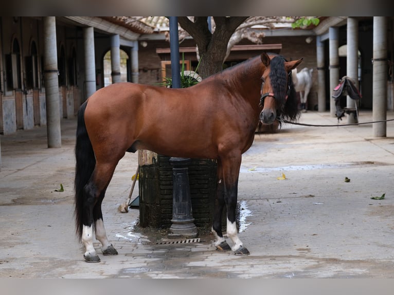 PRE Croisé Étalon 4 Ans 167 cm Bai cerise in Hamburg