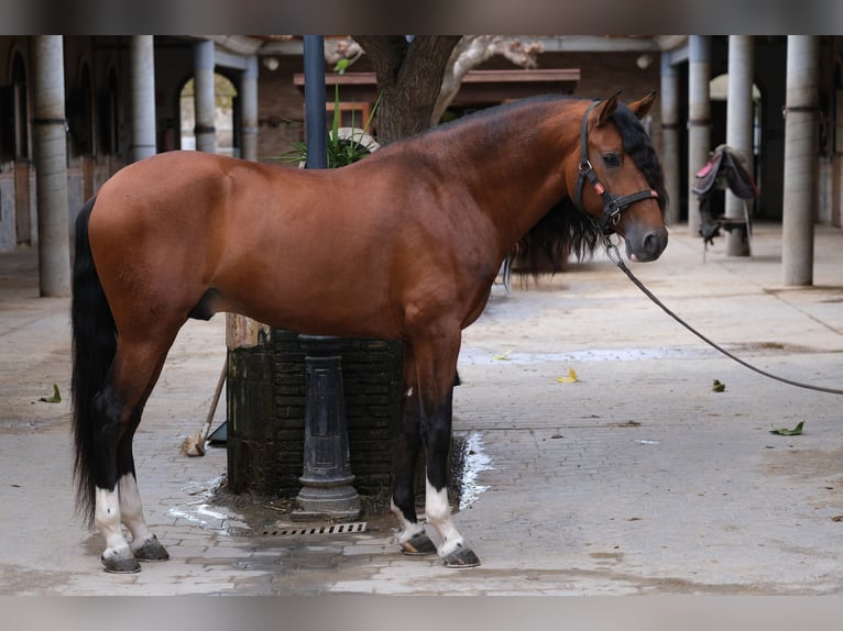 PRE Croisé Étalon 4 Ans 167 cm Bai cerise in Hamburg