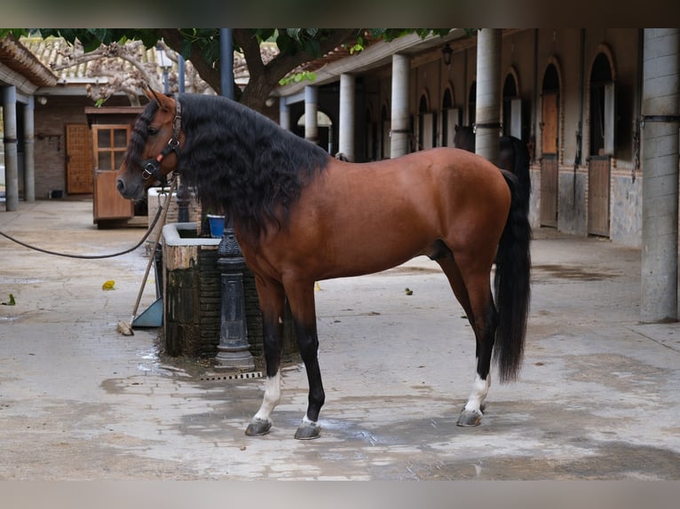 PRE Croisé Étalon 4 Ans 167 cm Bai cerise in Hamburg