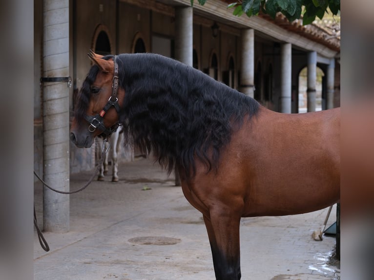 PRE Croisé Étalon 4 Ans 167 cm Bai cerise in Hamburg