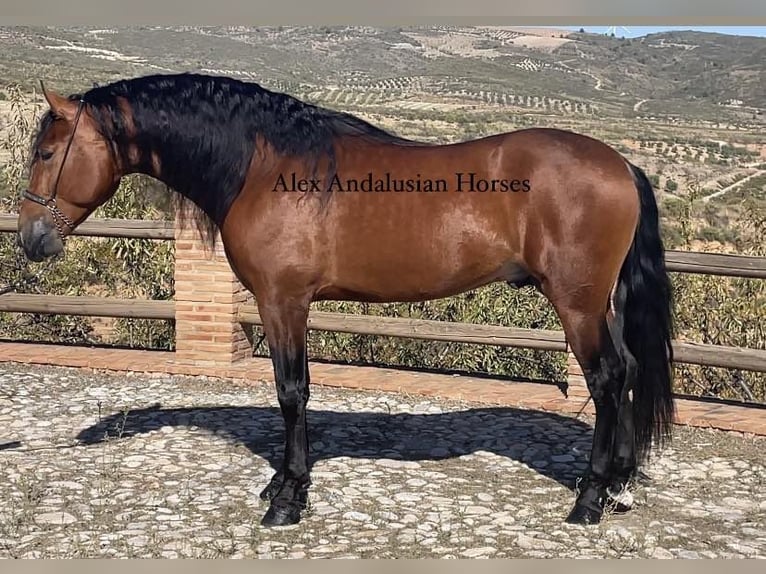 PRE Croisé Étalon 4 Ans 167 cm Bai in Sevilla