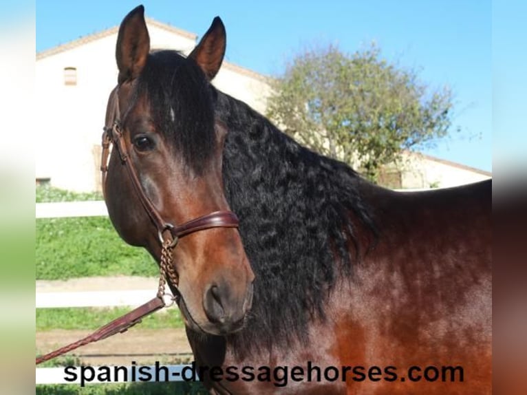 PRE Croisé Étalon 4 Ans 167 cm Bai in Barcelona