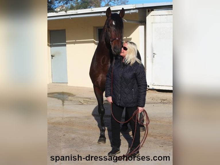 PRE Croisé Étalon 4 Ans 167 cm Bai in Barcelona