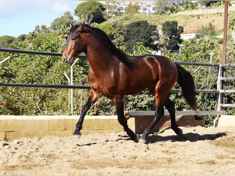 PRE Étalon 4 Ans 167 cm Bai in Provinz Malaga