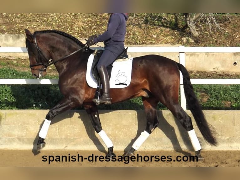 PRE Croisé Étalon 4 Ans 167 cm Bai in Barcelona