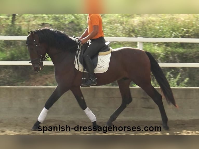 PRE Croisé Étalon 4 Ans 167 cm Bai in Barcelona