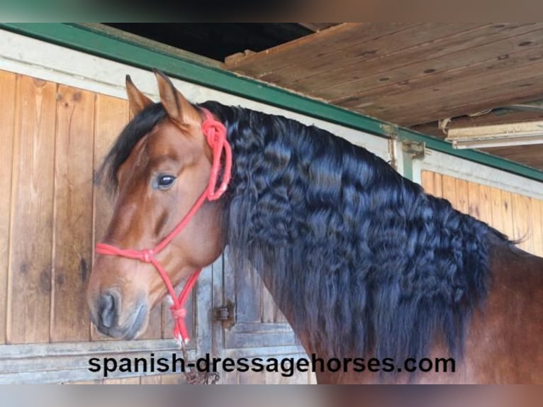 PRE Croisé Étalon 4 Ans 167 cm Bai in Barcelona