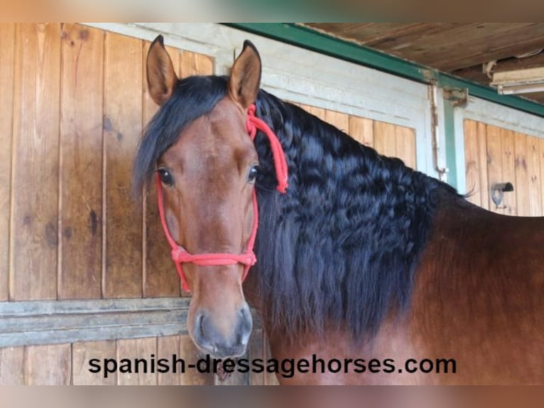 PRE Croisé Étalon 4 Ans 167 cm Bai in Barcelona