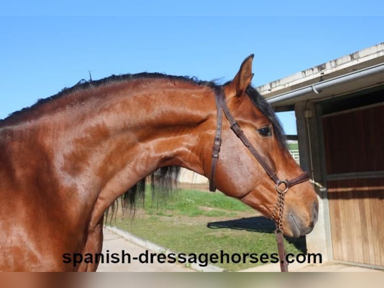 PRE Croisé Étalon 4 Ans 167 cm Bai in Barcelona