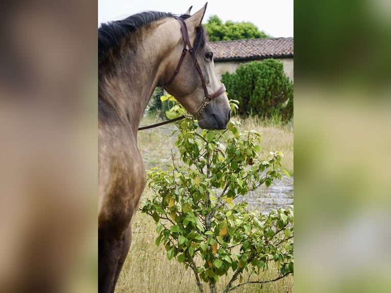 PRE Étalon 4 Ans 167 cm Buckskin in Ourense