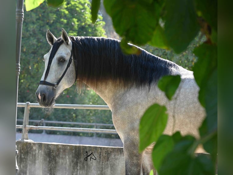 PRE Étalon 4 Ans 167 cm Gris in Alcudia