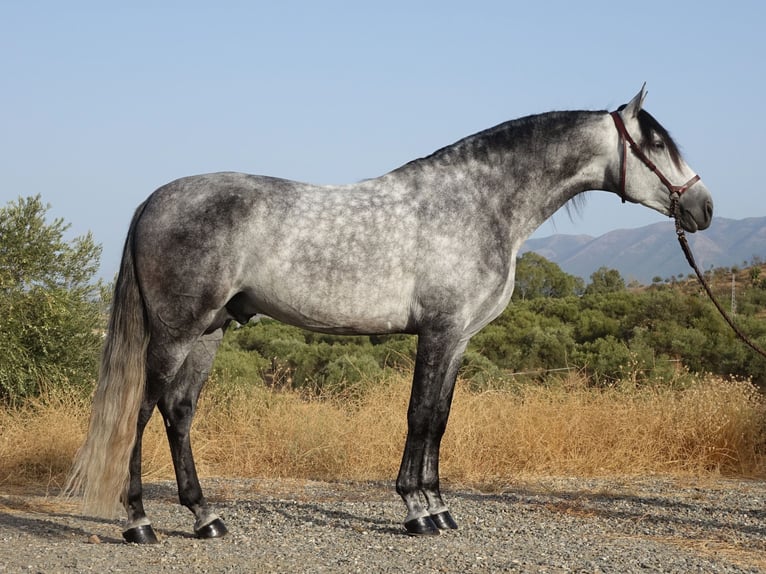 PRE Étalon 4 Ans 167 cm Gris in Coín, Malaga