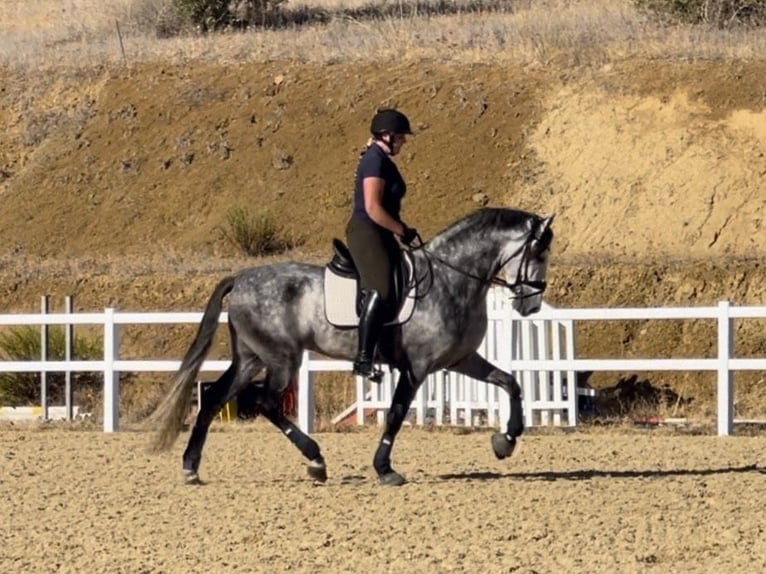 PRE Étalon 4 Ans 167 cm Gris in Coín, Malaga