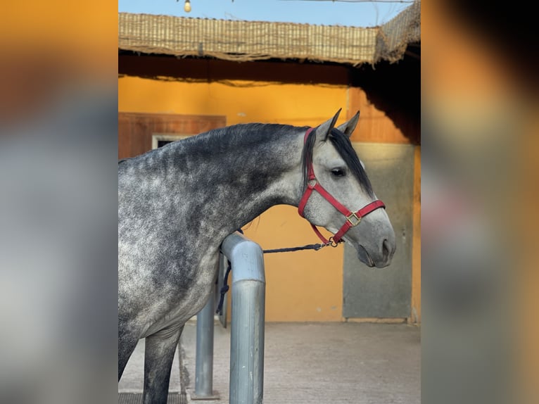 PRE Étalon 4 Ans 167 cm Gris in Coín, Malaga