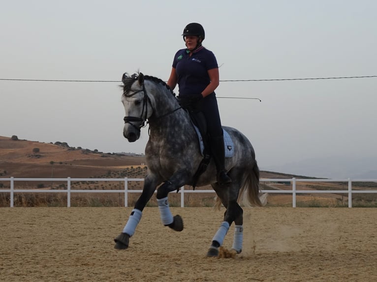 PRE Étalon 4 Ans 167 cm Gris in Coín, Malaga