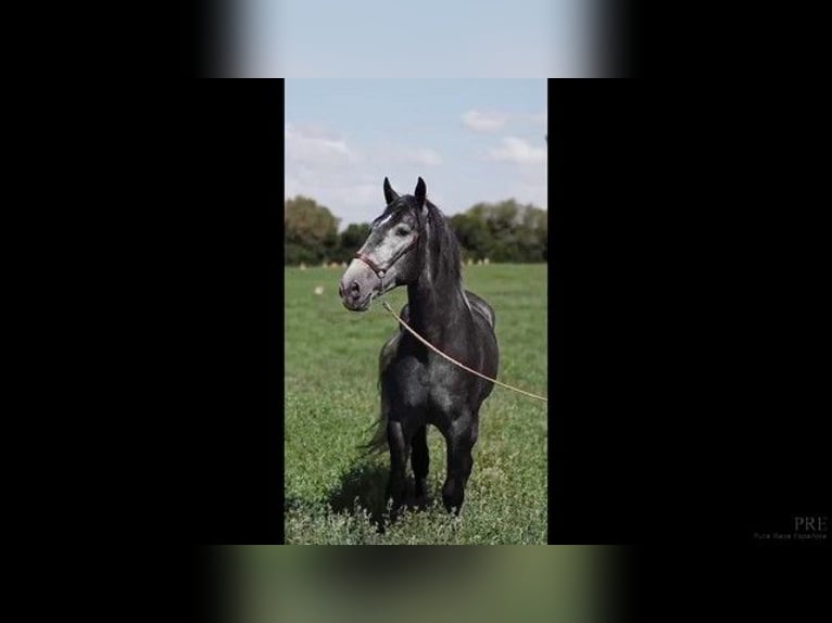 PRE Croisé Étalon 4 Ans 167 cm Gris in Mallorca