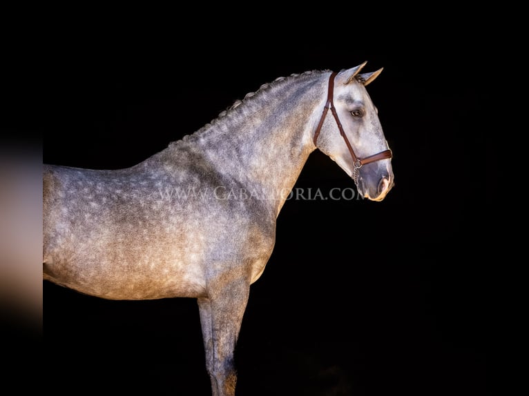 PRE Étalon 4 Ans 167 cm Gris pommelé in Rafelguaraf